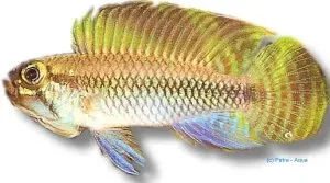 Näsets Pertensis dvärgciklid 3–4 cm Apistogramma