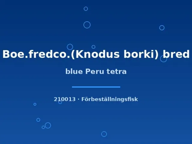 Näsets Ciklidhobby Knodus borki blue peru tetra stimfisk lg