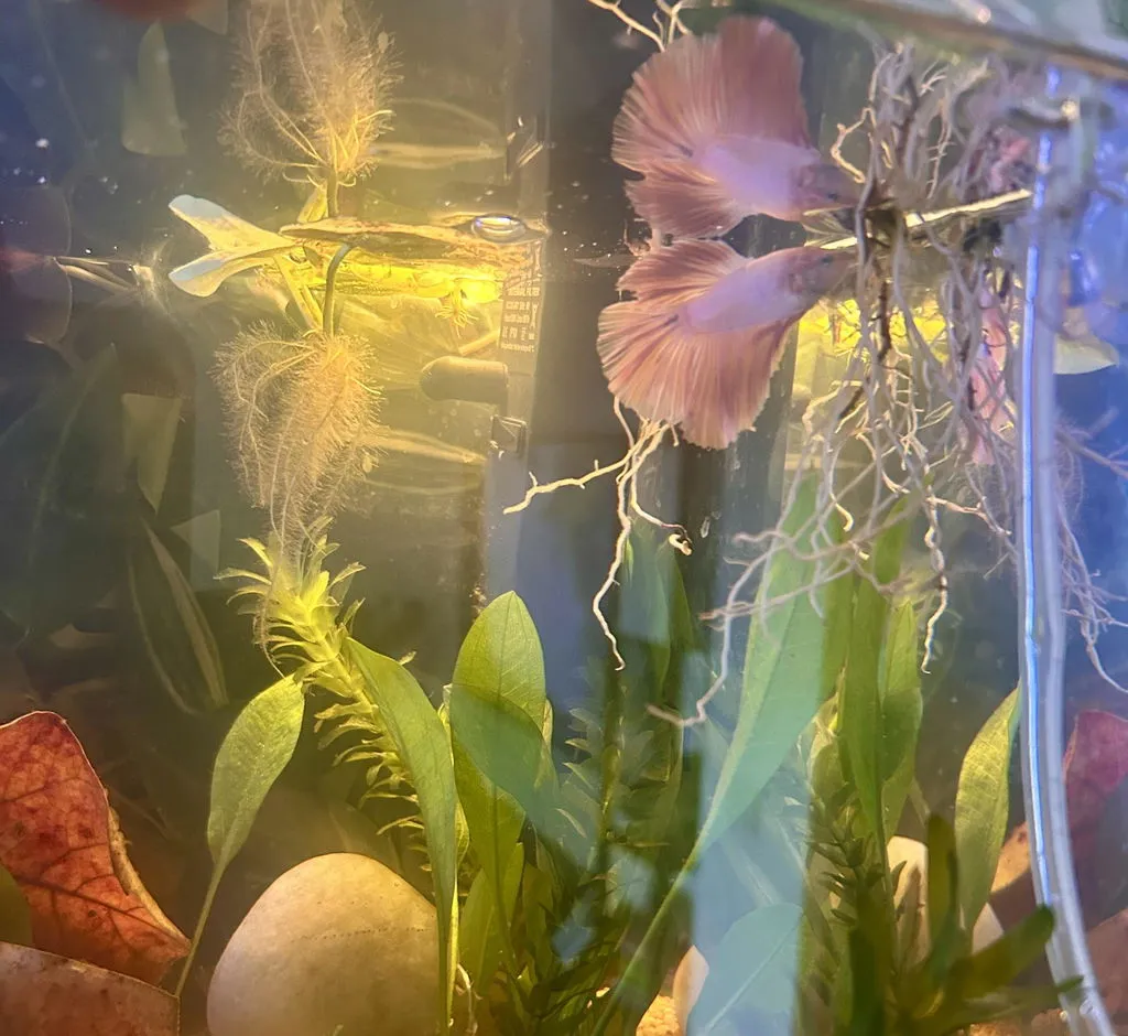 Garnelen TV Halfmoon kampfisk hane Betta splendens