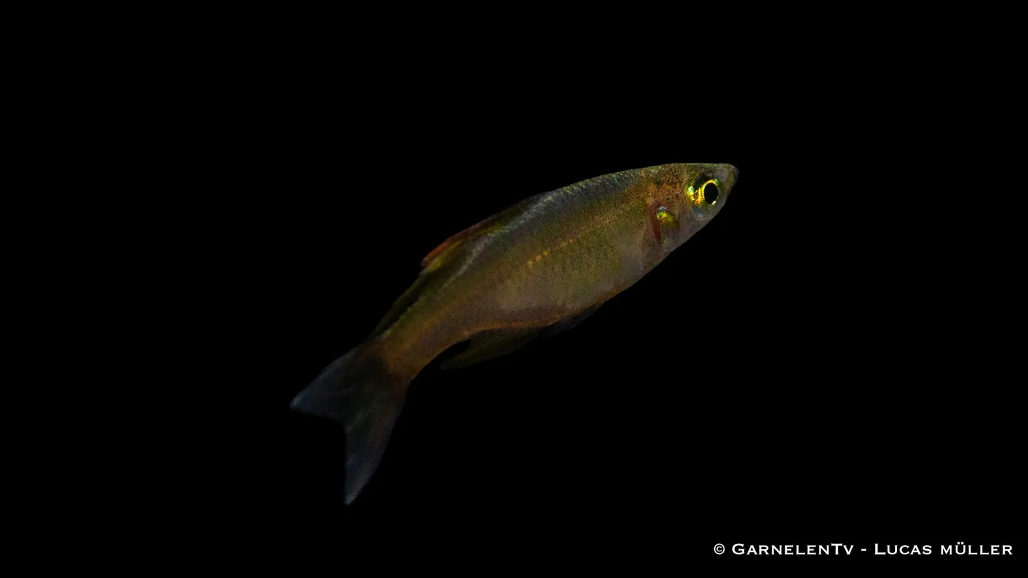 Filigranregnbågsfisk Iriatherina werneri stimfisk 3-4 cm