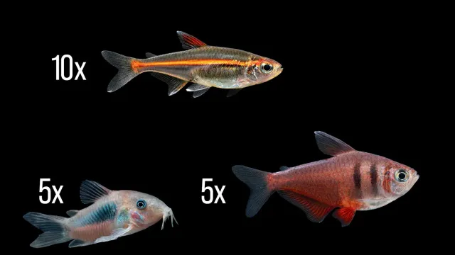 Garnelen TV Amazonas fiskset 80 liter 20 akvariefiskar