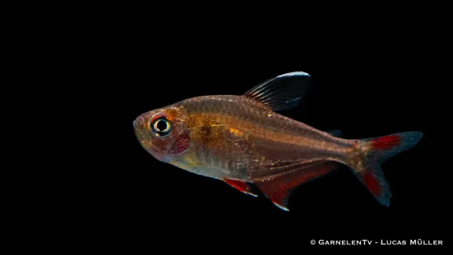 Schmucksalmler Hyphessobrycon bentosi tetra stim 4 cm DNZ