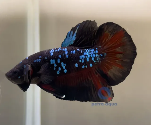 Näsets Ciklidhobby Betta spl. plakat avatar hane L akvariefisk