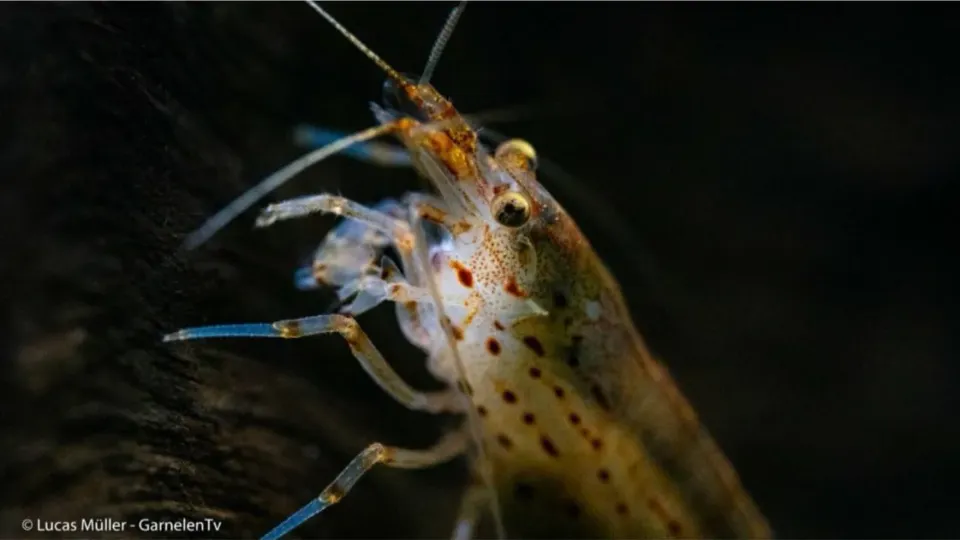 Garnelen TV Amano räkor Caridina multidentata 10-pack 2-4 cm algätare