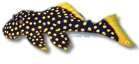 Näsets Ciklidhobby L177 Baryancistrus L-mal 8–10 cm gul söm