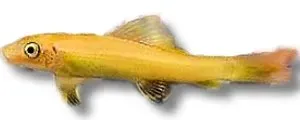 Näsets Ciklidhobby Gyrinocheilus gold algätare 4 cm akvariefisk