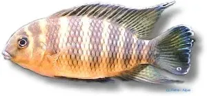Näsets Ciklidhobby Tilapia jokki akvariefisk 5–7 cm
