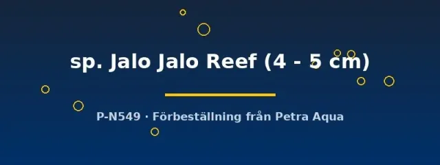 Näsets Ciklidhobby Cynotilapia Jalo Reef ciklid 4–5 cm