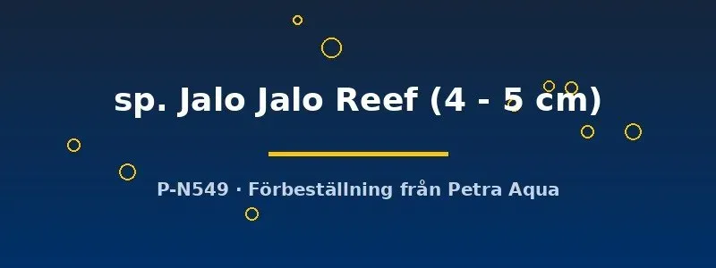 Näsets Ciklidhobby Cynotilapia Jalo Reef ciklid 4–5 cm