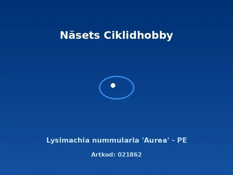 Näsets Ciklidhobby Lysimachia nummularia Aurea akvarieväxt PE
