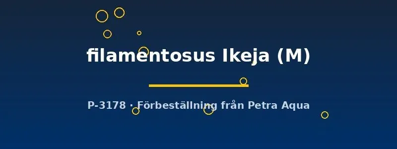 Petra-Aqua Fundulopanchax filamentosus Ikeja killifisk M