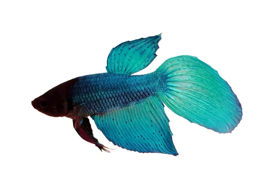 Petra-Aqua Libby Betta kampfisk XL grön veiltail