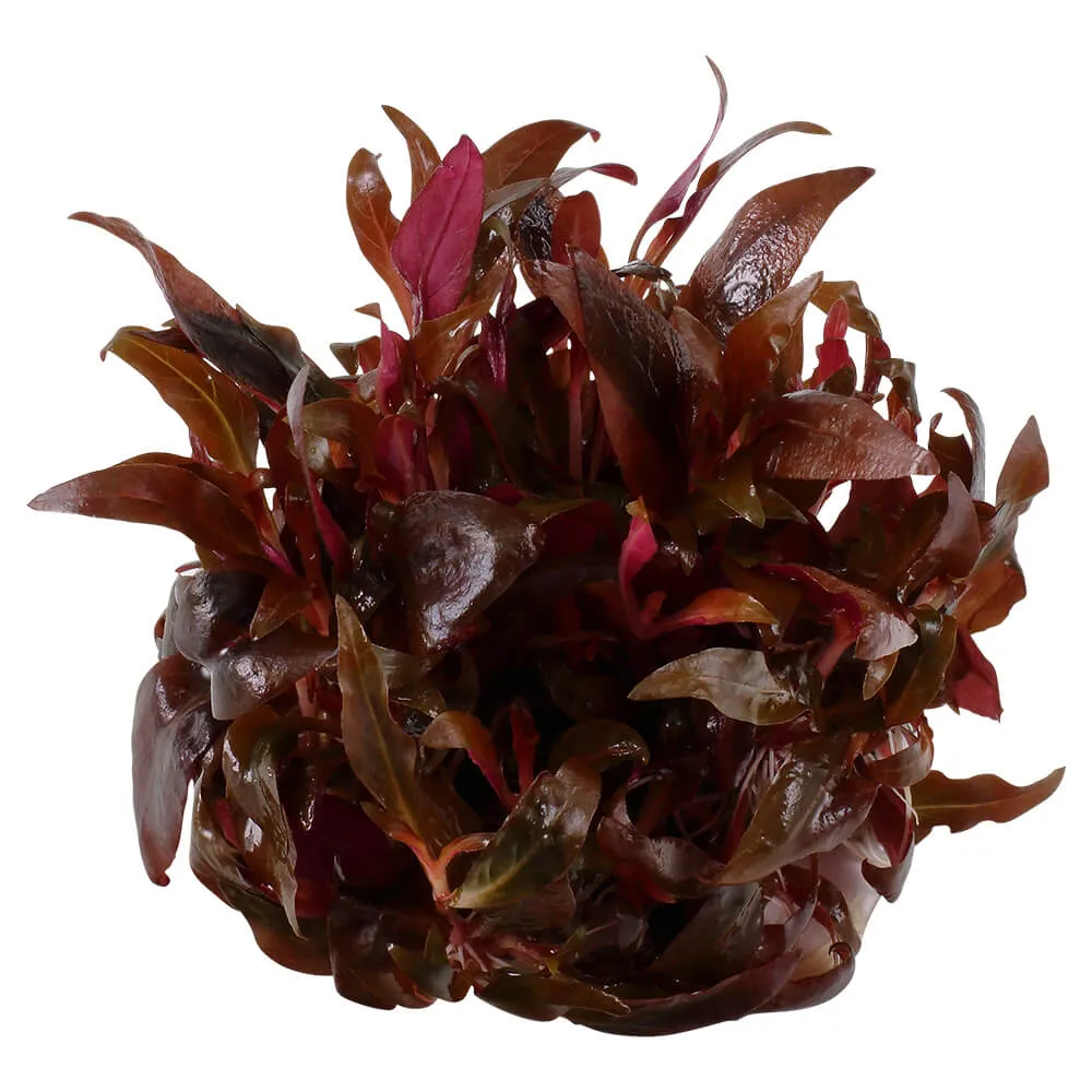 Akvarievalvet Alternanthera reineckii Mini akvarieväxt röd