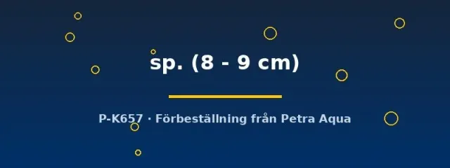 Panaque L271 pansarmal 8–9 cm träätande