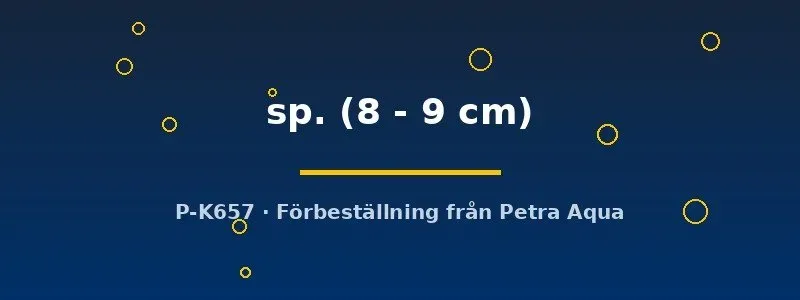 Panaque L271 pansarmal 8–9 cm träätande
