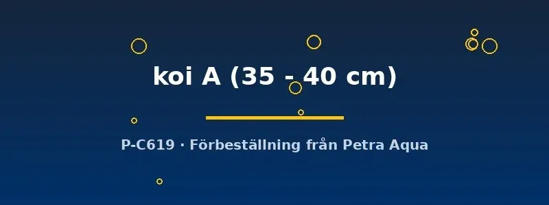 Näsets Ciklidhobby Koi A akvariefisk 35–40 cm dammfisk