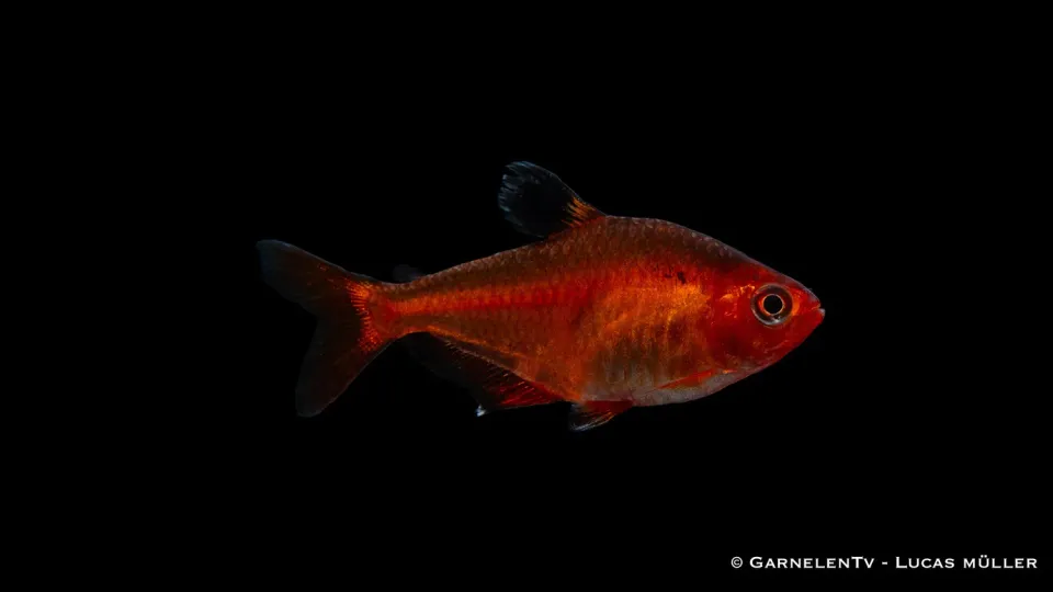 Garnelen TV blodsalmler extra röd stimfisk Hyphessobrycon