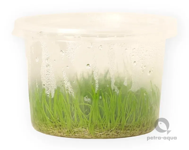 Näsets Ciklidhobby Eleocharis acicularis akvarieväxt 10 cm kruka