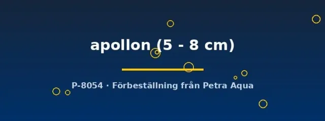 Betta apollon kampfisk vildform 5–8 cm