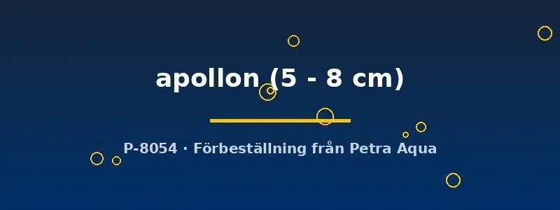 Betta apollon kampfisk vildform 5–8 cm