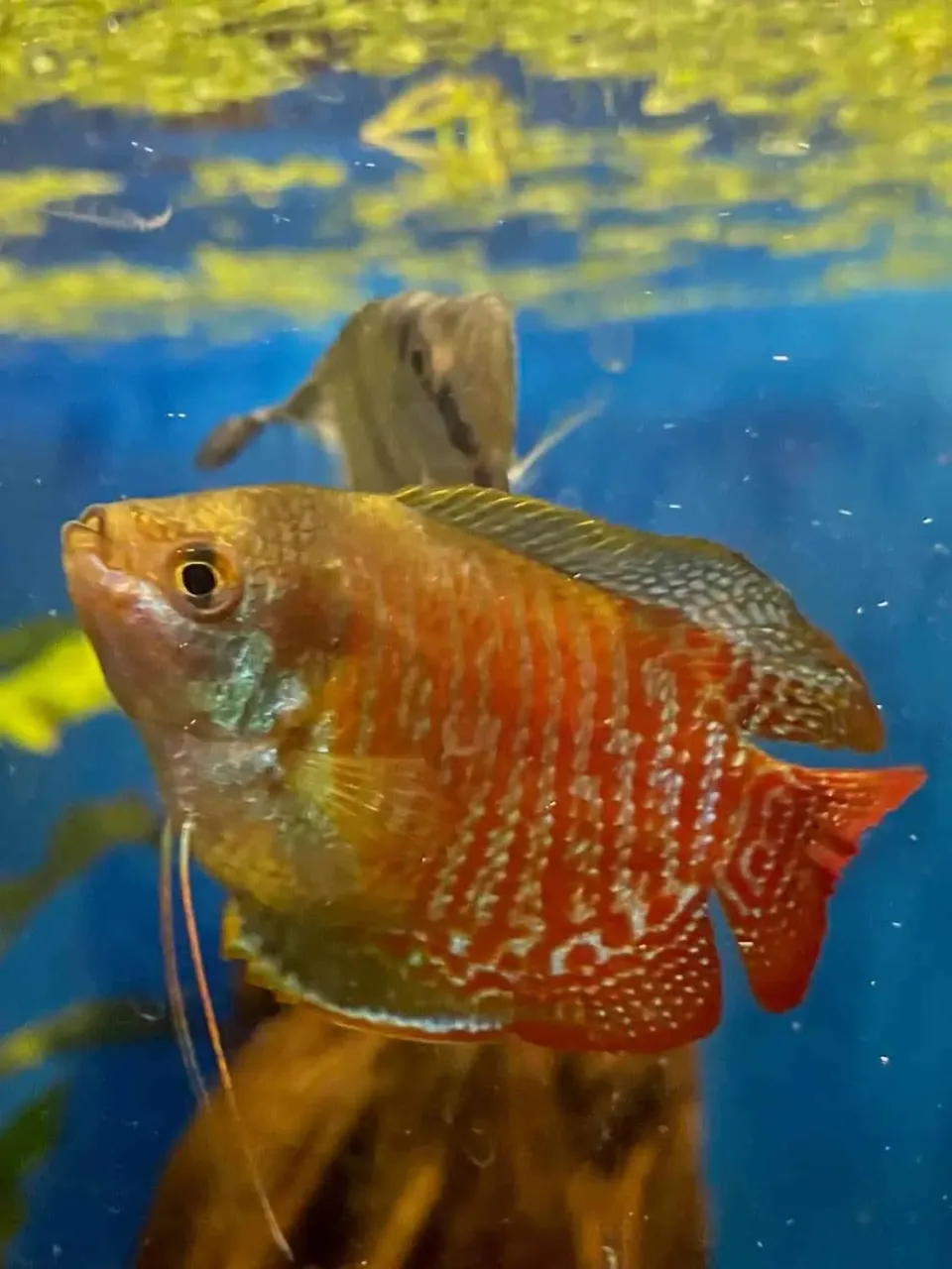 Näsets Ciklidhobby Colisa Lalia Rainbow 4 cm dvärggurami