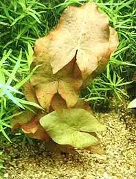 Näsets Ciklidhobby Nymphaea Zenkeri Red akvarieväxt pot röd