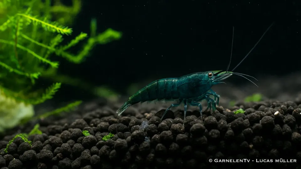 Garnelen TV Green Jade Neocaridina akvarieräka grön