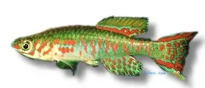 Aphyosemion arnoldi Arnolds killie 3–4 cm
