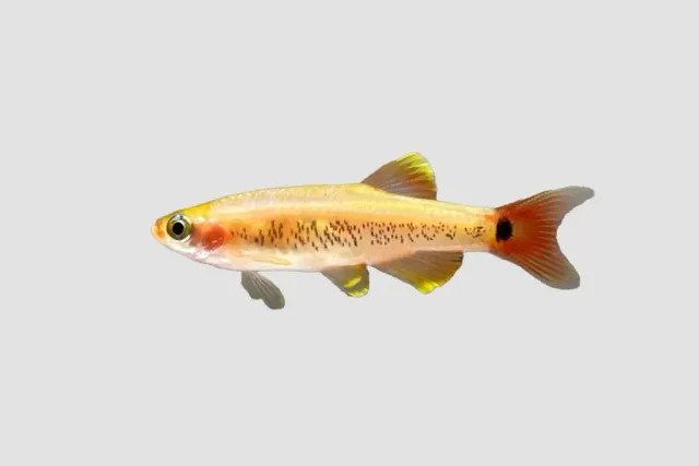 Näsets Ciklidhobby Tanichthys albonubes golds akvariefisk 3 cm
