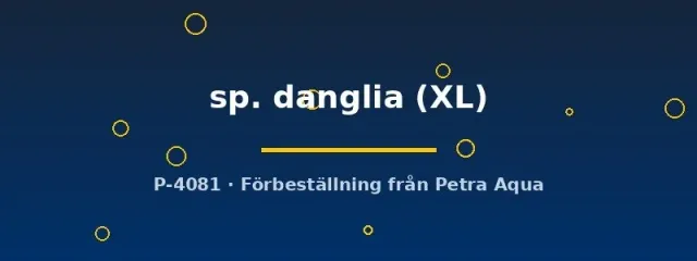 Näsets Ciklidhobby Devario danglia XL stimfisk livlig danio
