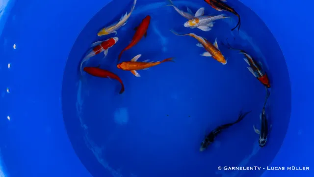 Garnelen TV Butterfly koi brokig 12–15 cm