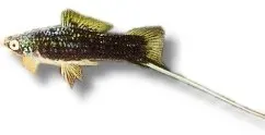 Näsets Ciklidhobby Xiphophorus helleri black svärdbärare 5–6 cm