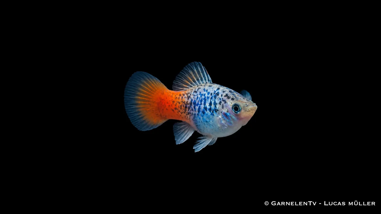 Garnelen TV Platy blau calico glühlicht akvariefisk