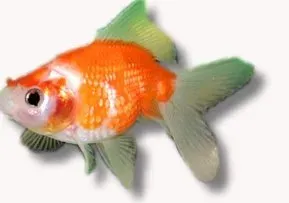 Näsets Ciklidhobby Carassius auratus pearl guldfisk 9–11 cm