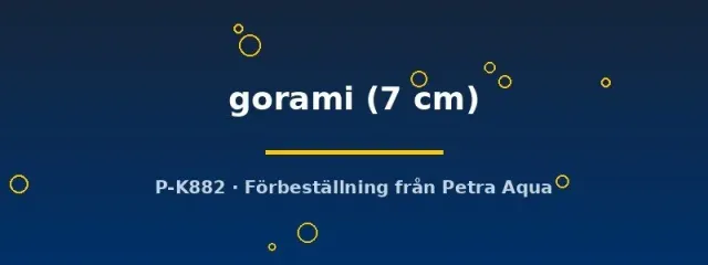 Näsets Ciklidhobby Osphronemus gorami 7 cm jättegurami fisk