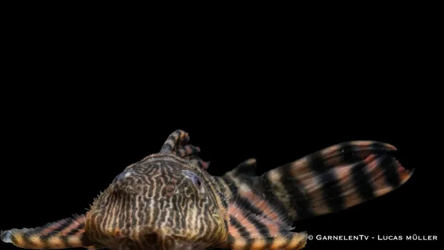 Garnelen TV L398 altamiramal akvariefisk 10 cm