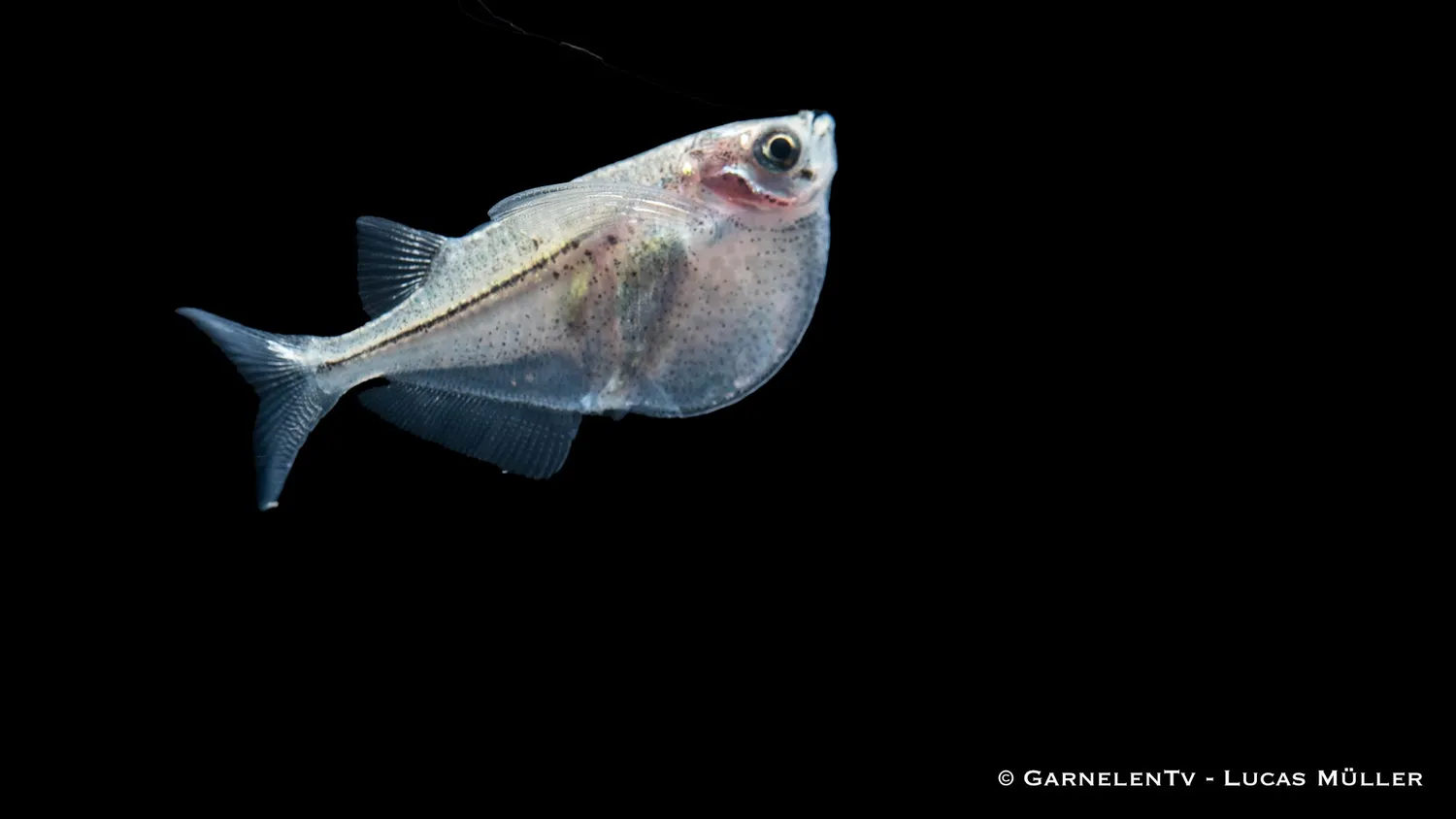 Garnelen TV Thoracocharax stellatus bilbuk stimfisk