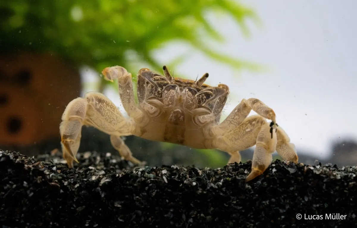 Garnelen TV Potamocypoda pugil akvariekrabba dvärgghost