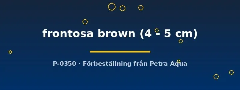 Näsets Ciklidhobby Frontosa Brown ciklid 4–5 cm brun