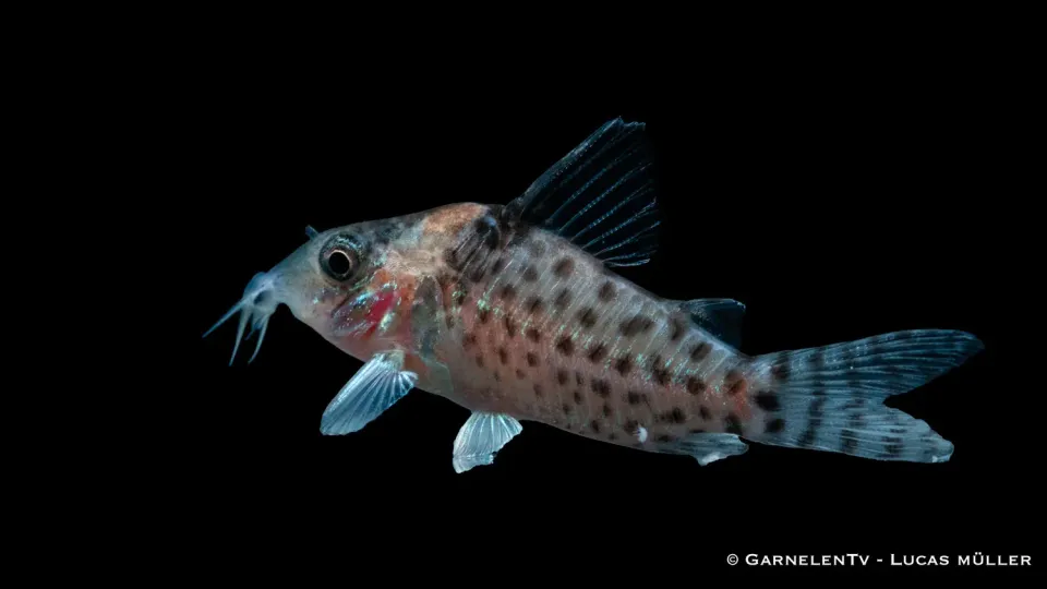 Garnelen TV Corydoras punctatus pansarmal prickig