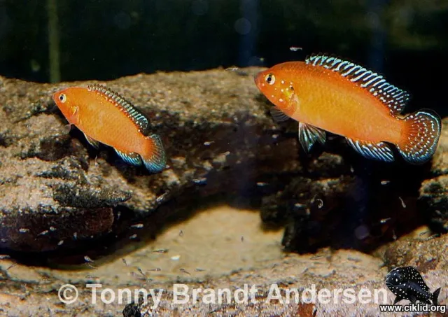 Näsets Ciklidhobby Hemichromis exsul akvariefisk 5–6 cm afrika