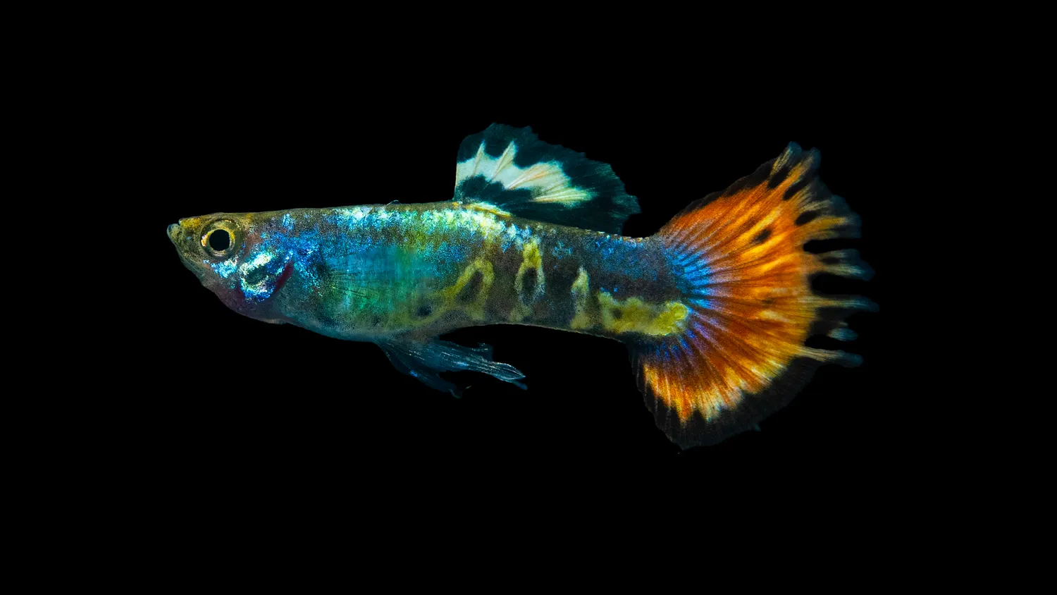 Garnelen TV Poecilia reticulata guppy hane tricolor färgrik