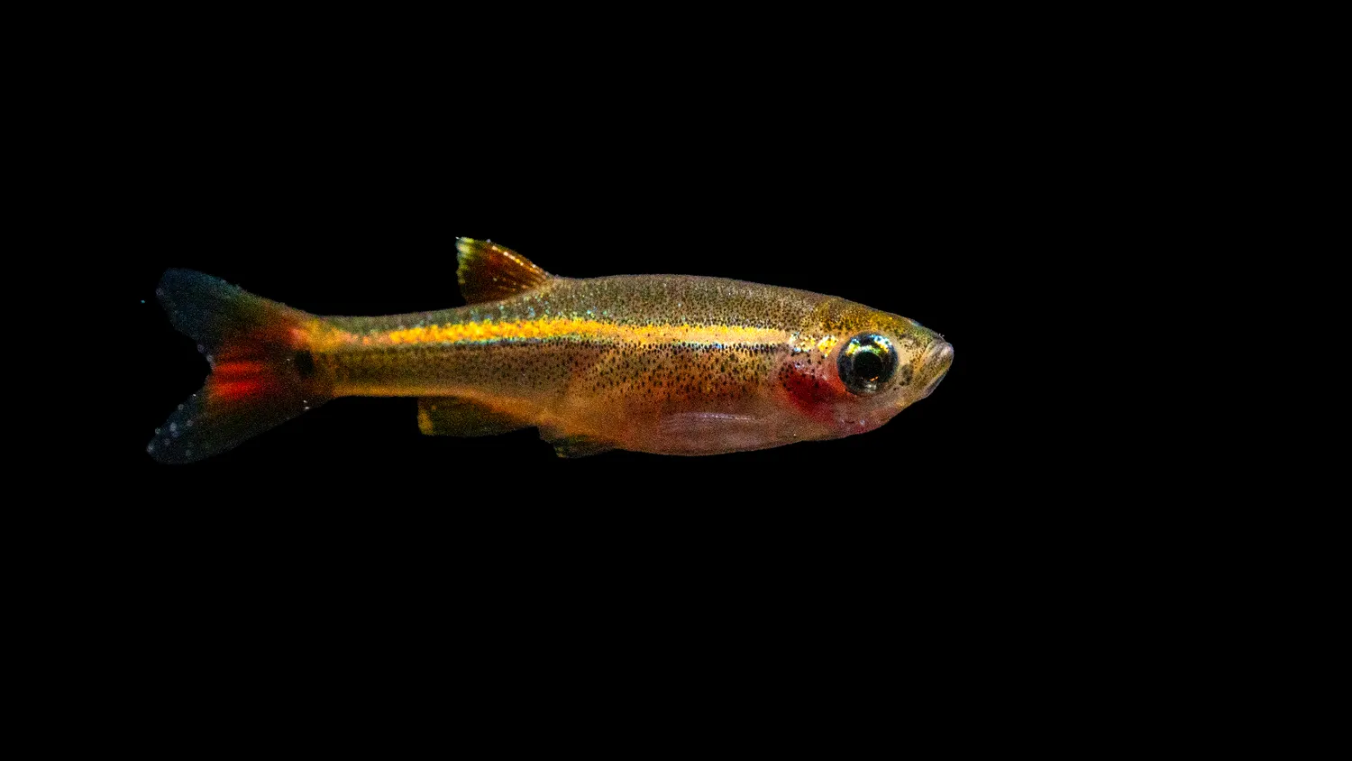Garnelen TV Tanichthys albonubes akvariefisk kardinal
