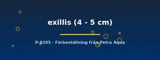 Näsets Ciklidhobby Trachelyichthys exillis mal 4–5 cm nattaktiv