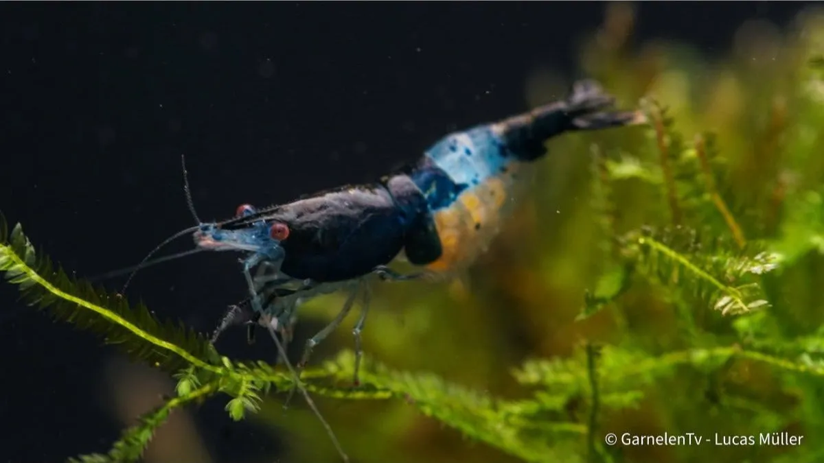 Garnelen TV Neocaridina Blue Carbon Rili räka blå