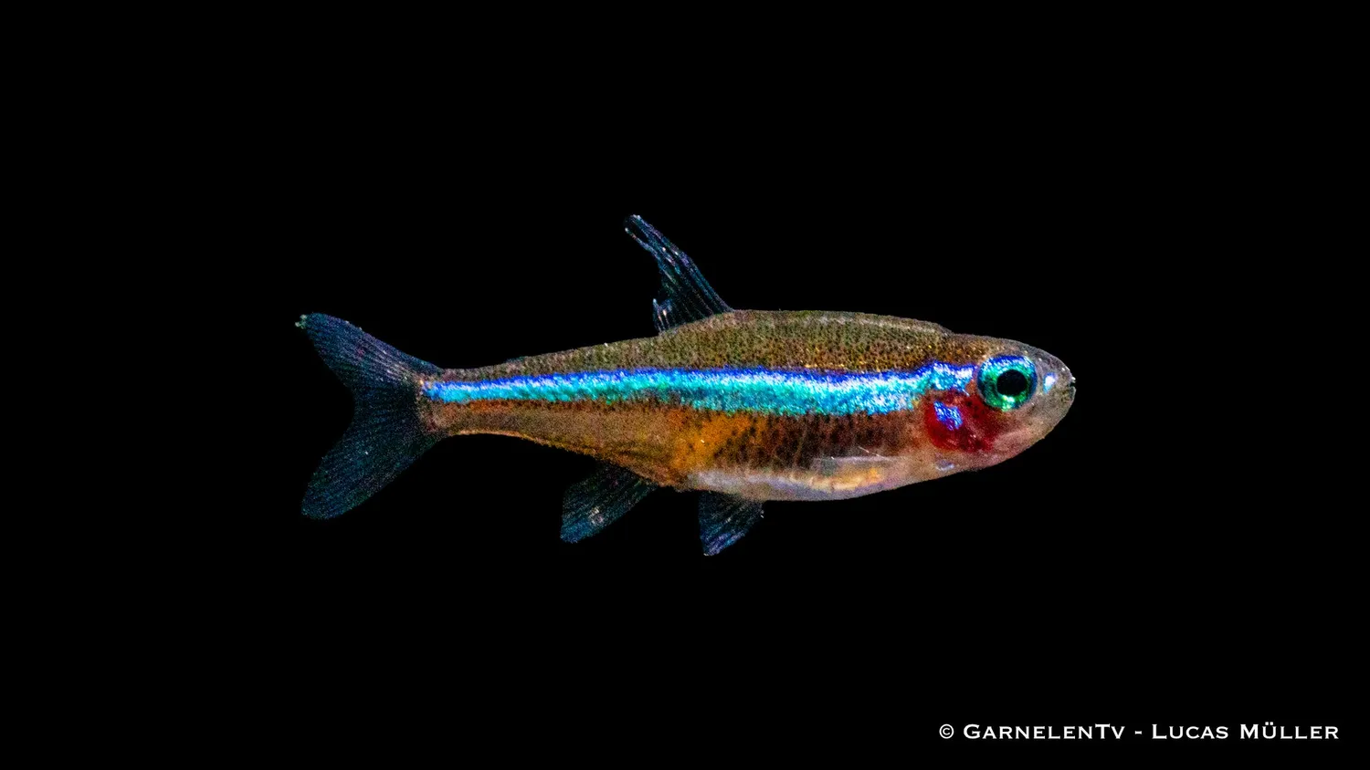 Garnelen TV Blå neon neontetra Paracheirodon stimfisk