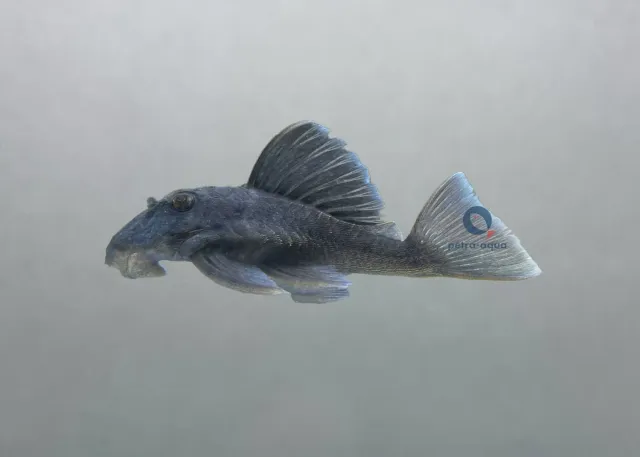 Näsets Ciklidhobby L239 Panaque blue fin akvariefisk 3-4 cm