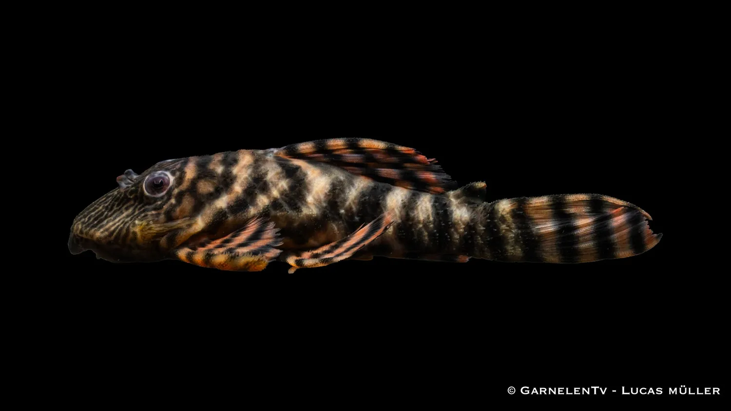 Garnelen TV L398 altamiramal akvariefisk 10 cm