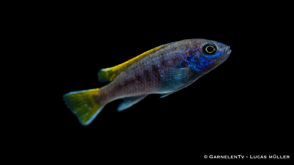 Garnelen TV Acei malawiciklid Pseudotropheus sp. 12 cm