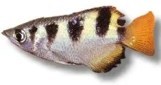 Näsets Ciklidhobby Toxotes jaculatrix bågskyttefisk 8–9 cm